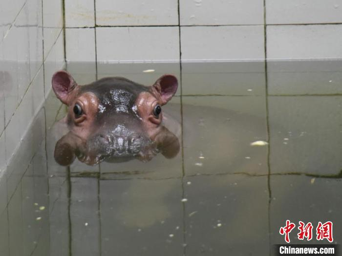 新生小河马在水中栖息 刘晓密 摄