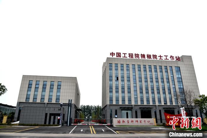 中国工程院辣椒院士工作站落户沛县敬安镇。　朱志庚 摄