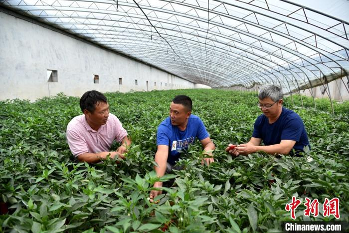 技术员现场指导农户辣椒病虫害防治。　朱志庚 摄