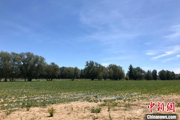     新疆阿勒泰哈巴河县萨尔塔木乡库尔米希村中草药种植地。　阿丽娅　摄