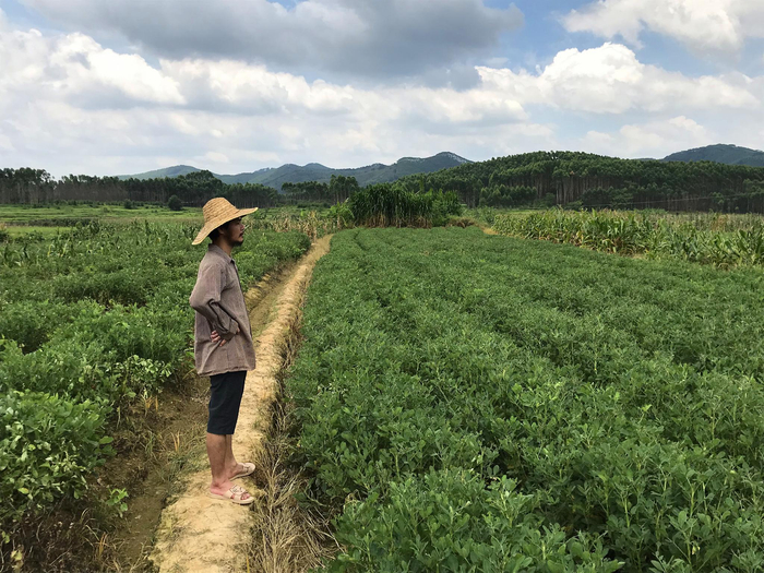 站在田间地头上的周立齐。 澎湃新闻记者 沈文迪 图