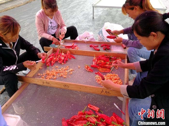 村民为新品种辣椒手工剥种。　朱志庚 摄