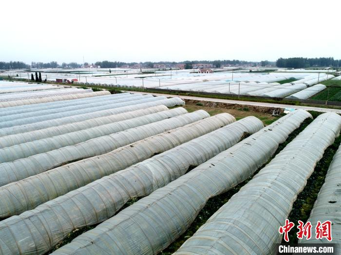 唐楼村联排的辣椒制种大棚一眼望不到边。　敬安镇政府供图