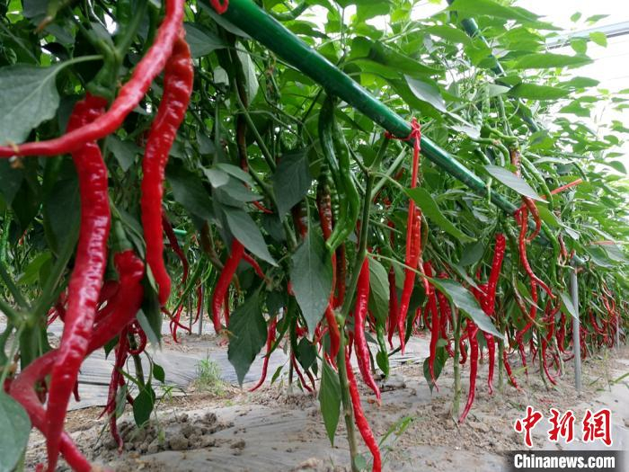 邹学校院士及其研究团队研发辣椒新品“线椒”。　朱志庚 摄