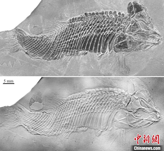 祥瑞卢加诺鱼模式标本。徐光辉 供图