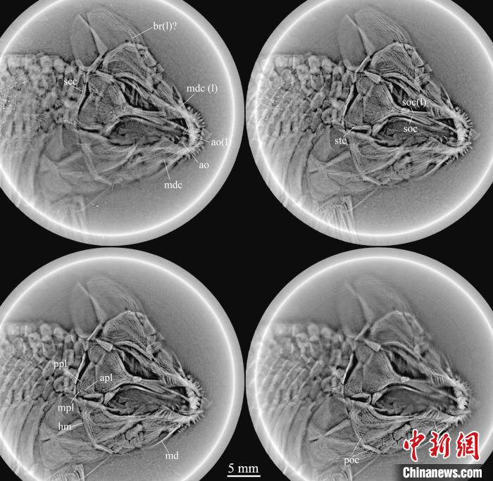 祥瑞卢加诺鱼头骨高精度平板扫描图。徐光辉 供图