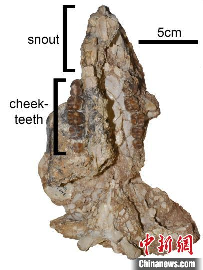 新物种的头骨化石照片，头骨前侧在图片上方，全长19.7厘米。(图片来自格里菲斯大学Julien Louys和索尔福德大学Robin Beck)自然科研 供图