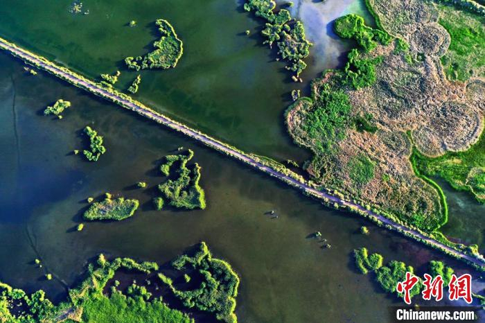 空中视角下的湿地景观。　郑耀德 摄