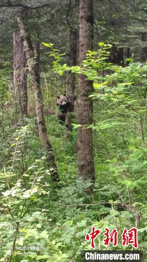 太白山冰凌沟野生大熊猫首回归。大熊猫国家公园太白山管理分局供图
