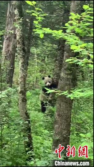 太白山冰凌沟野生大熊猫首回归。大熊猫国家公园太白山管理分局供图