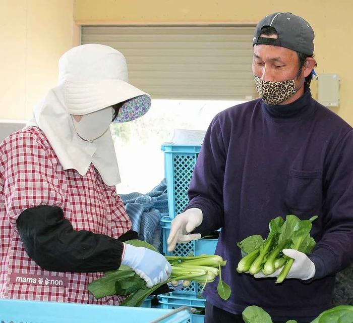 受疫情影响，成田机场员工已经开始帮当地农户收菜了…