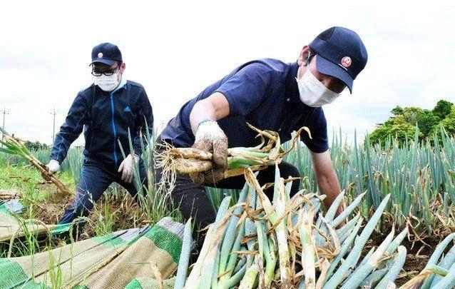 受疫情影响，成田机场员工已经开始帮当地农户收菜了…