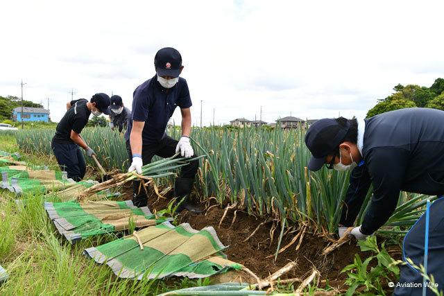 受疫情影响，成田机场员工已经开始帮当地农户收菜了…