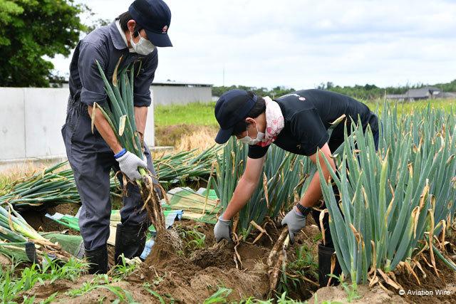 受疫情影响，成田机场员工已经开始帮当地农户收菜了…