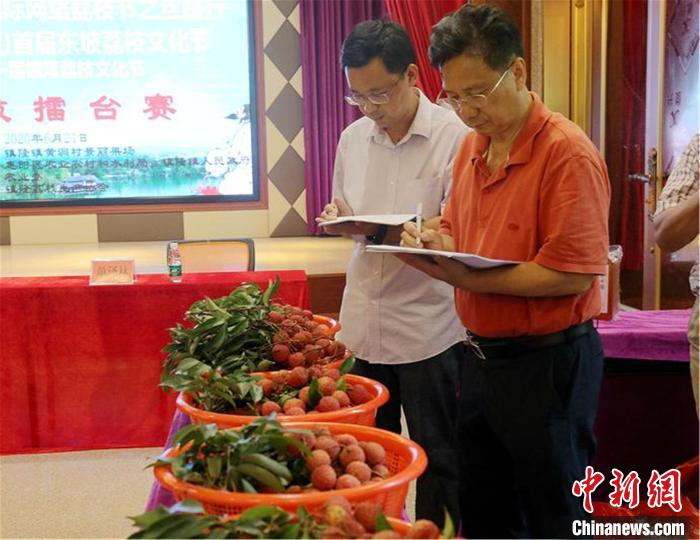 图为荔枝擂台赛评比现场。惠阳区镇隆镇荔枝协会供图