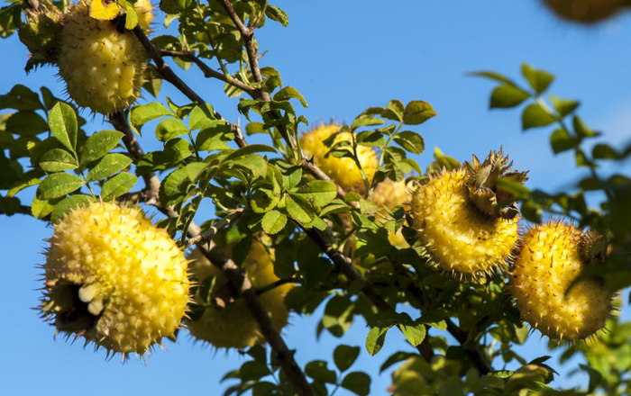 刺梨资料图（贵州省工信厅供图）
