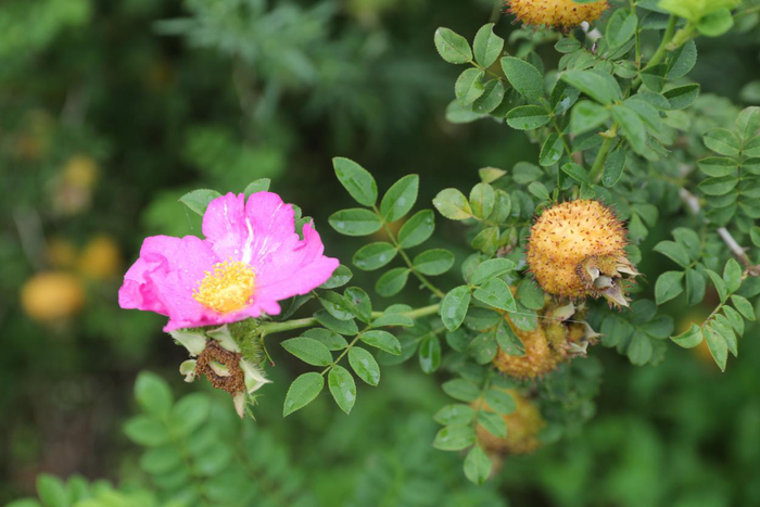 刺梨资料图（贵州省工信厅供图）
