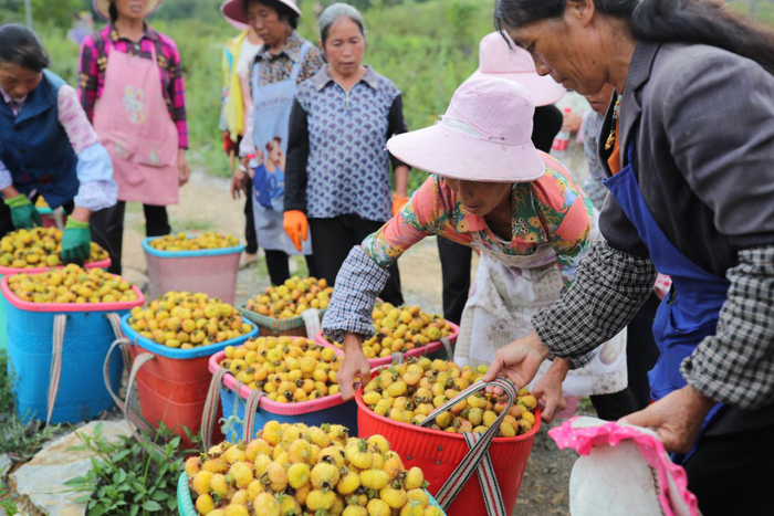 刺梨资料图（贵州省工信厅供图）