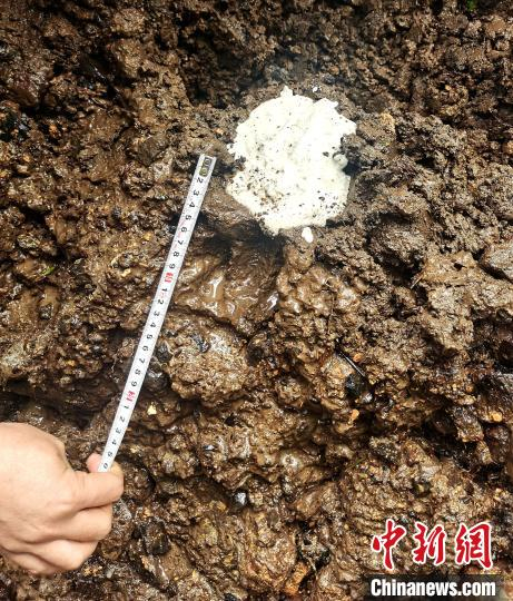 工作人员测量东北豹足迹。东京城林业局供图