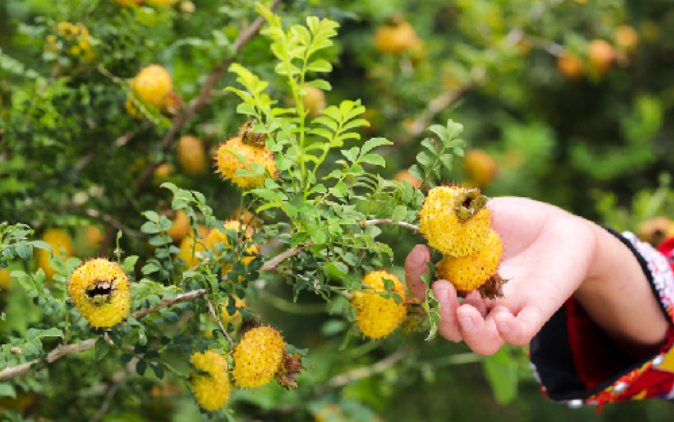 刺梨资料图。新华网 卢志佳 摄