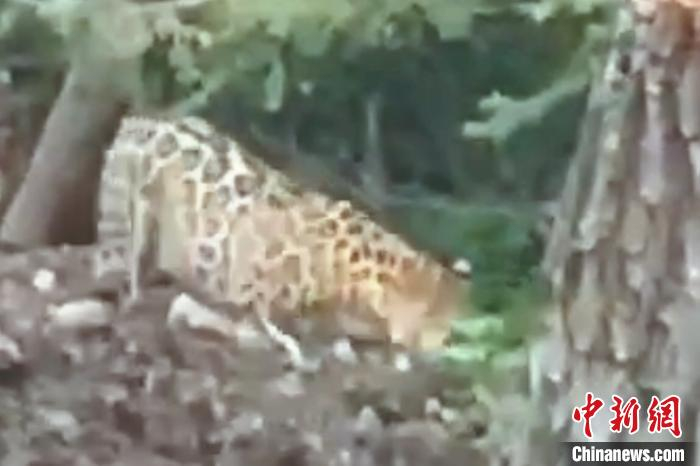 目击者宋金龙拍摄到的野生东北豹视频截图 宋金龙 摄