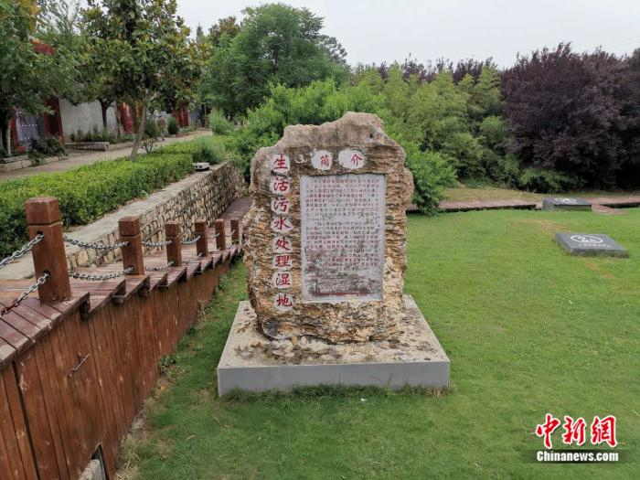 李金寨村的污水处理湿地。张旭 摄