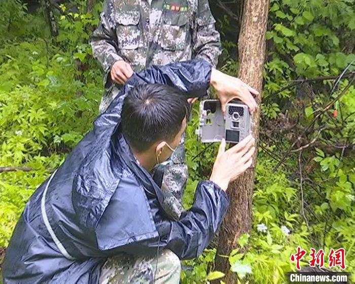 工作人员架设红外相机。东京城林业局供图