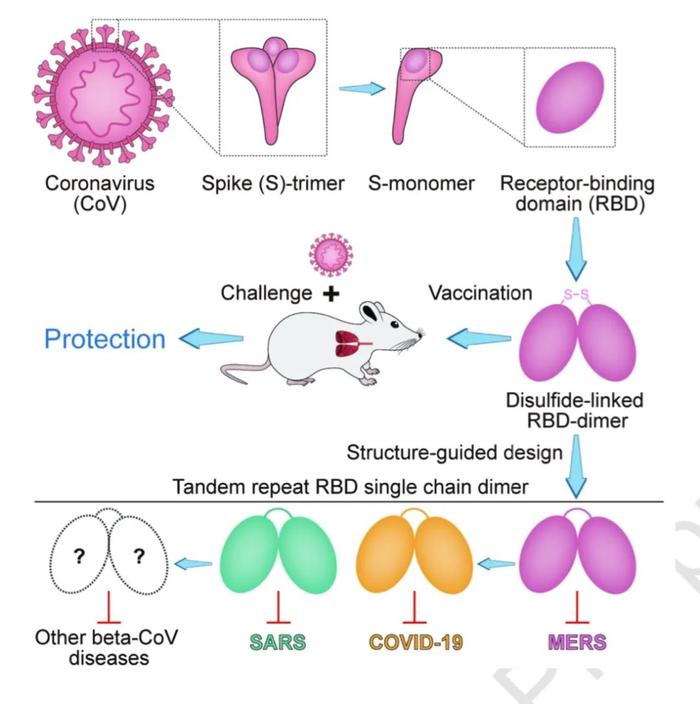 高福等学者开发通用疫苗设计，可防新冠、SARS、MERS