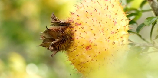 刺梨资料图（贵州省工信厅供图）