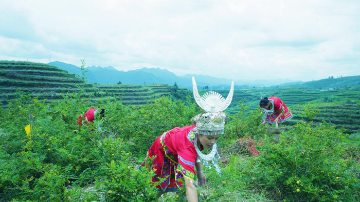 刺梨资料图（贵州省工信厅供图）