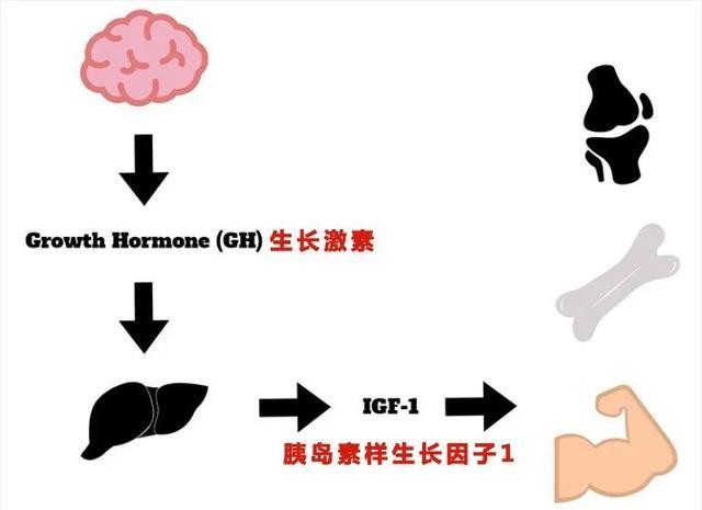 吃肉多会提高IGF-1水平，致癌吗？IGF-1和癌症的关系