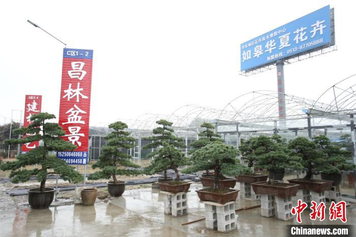 如皋华夏花卉市场内盆景市场一角。　于从文 摄