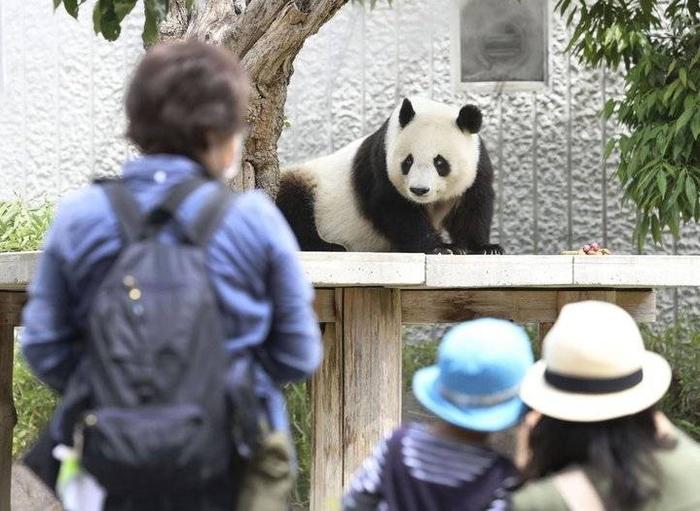 旅日20年大熊猫旦旦将回国，日本游客抽签告别