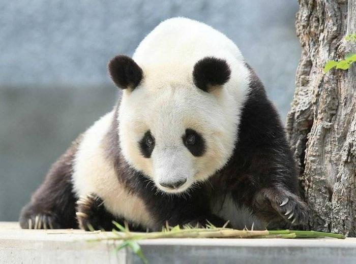 旅日20年大熊猫旦旦将回国，日本游客抽签告别