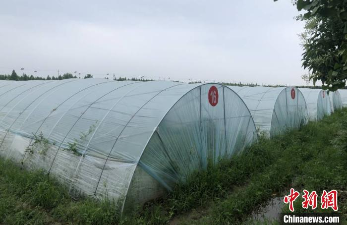 兰址村西瓜大棚一角。　于从文 摄