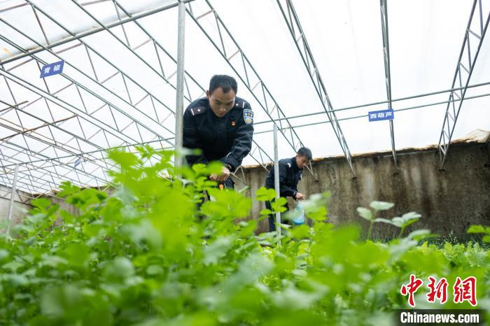 普玛江塘边境派出所民警在温室大棚里为蔬菜浇水。　何蓬磊 摄