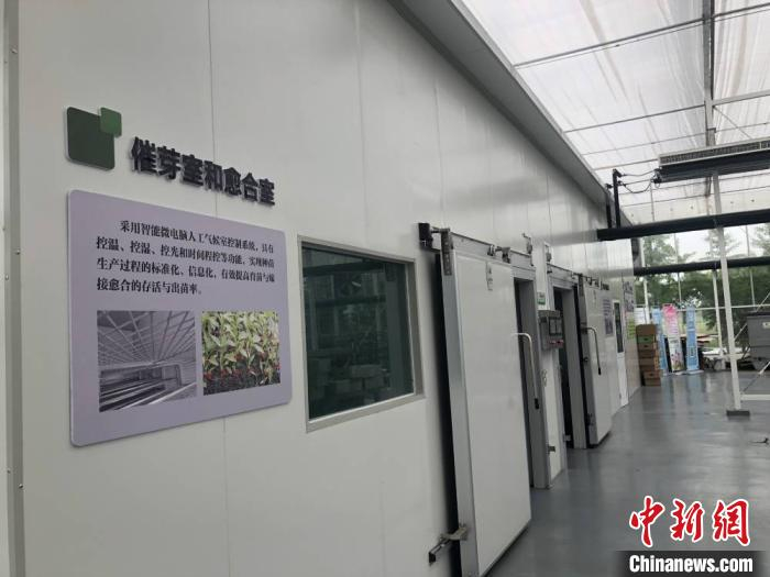 东台市现代农业产业园催芽室和愈合室。　于从文 摄