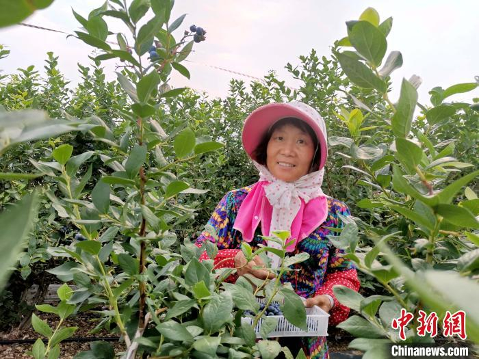 图为流转土地后的农民在蓝莓园工作。　郝学娟 摄