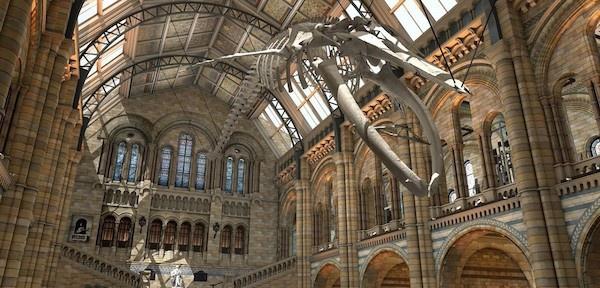 道格·古尔将出任英国自然历史博物馆新馆长，有危机也有挑战