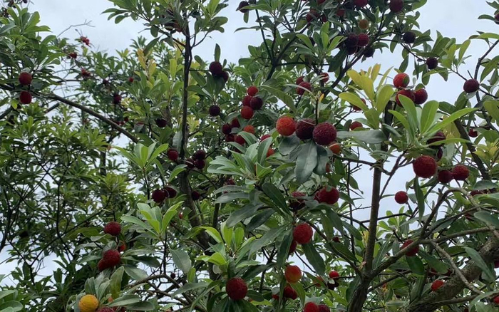 孙雪丹基地中的杨梅。受访者供图