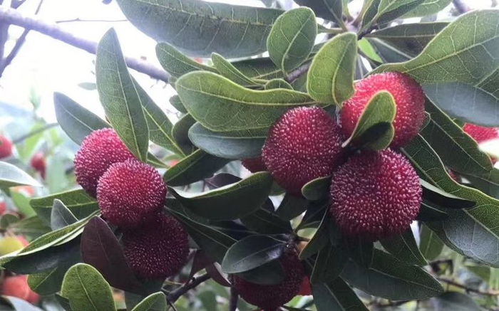 余姚杨梅已接近采收期。受访者供图