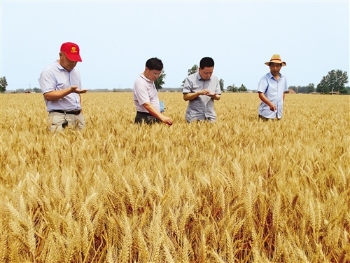  5月31日，河南省沈丘县农业农村局组织的农业技术专家组在邢庄镇一处小麦高产示范田里查看小麦熟期长势，并进行机收前估产。夏粮的90%是小麦，尽管产量只占全年粮食的五分之一，但对保障口粮安全至关重要。农业农村部最新农情调度显示，今年小麦亩穗数明显增加，穗粒数基本持平，千粒重处于高位水平，这三个关键指标夯实了今年夏粮丰收的基础。目前，全国“三夏”大规模小麦跨区机收已经全面展开。谢辛凌摄（中经视觉）