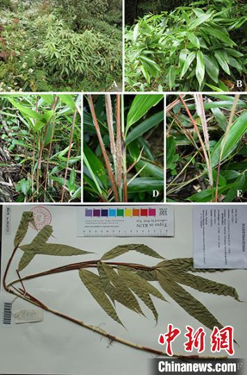 图为雷文竹形态特征。中科院昆明植物研究所提供