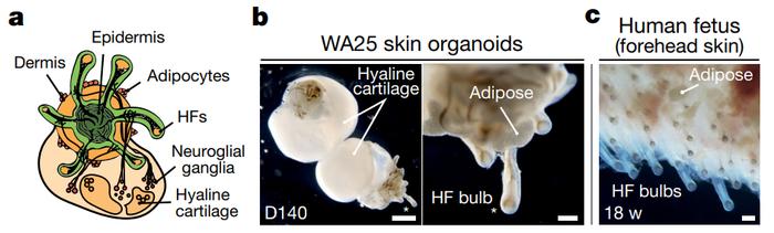 《自然》重磅：治疗头秃迎来重大突破！科学家首次培养出最接近真实形态和功能的皮肤类器官，移植后生发率达到55%丨科学大发现