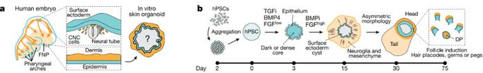 《自然》重磅：治疗头秃迎来重大突破！科学家首次培养出最接近真实形态和功能的皮肤类器官，移植后生发率达到55%丨科学大发现