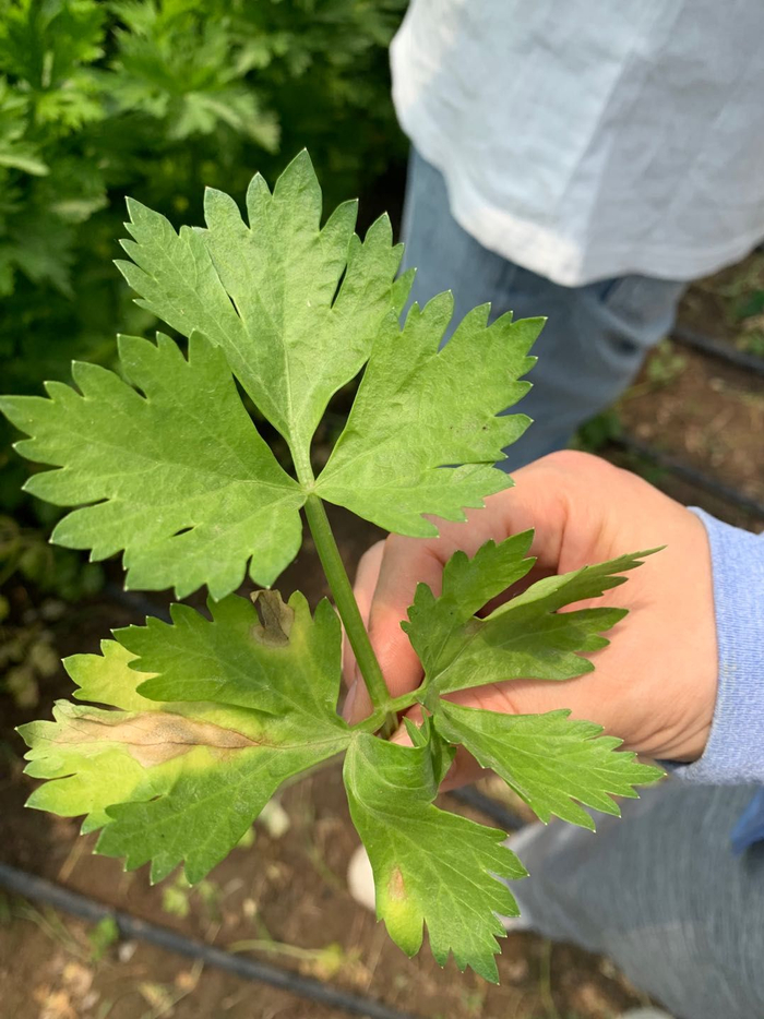 芹菜叶斑病。新京报记者 杨亦静 摄