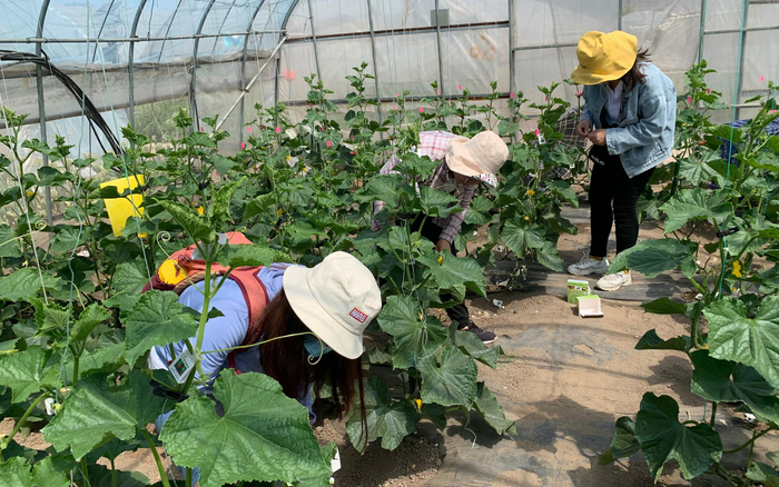 植保专家和技术人员在悬挂瓢虫“虫卡”。新京报记者 杨亦静 摄