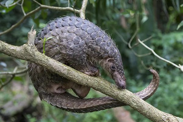穿山甲 资料图