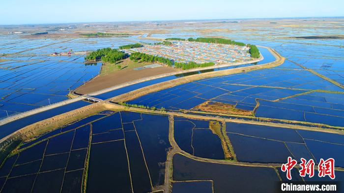 镇赉县水田一景。　潘晟昱 摄
