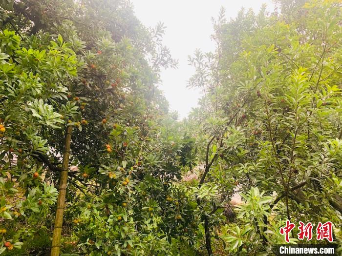 兰溪杨梅林 奚金燕 摄